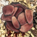 경희형제한의원 이미지