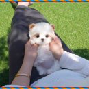 대구강아지분양 테디럽 이미지