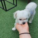 달달하개 네이버블로그