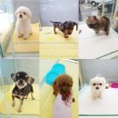 착한애견 이미지