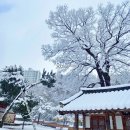 용인의 겨울 풍경, 설경 속 전통과 자연의 하모니 심곡서원과 호암미술관