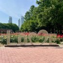 송도 해돋이공원 장미축제 분위기 제대로🌹 지금 딱 예쁜 장미명소 후기