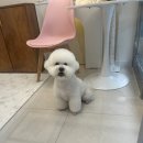 도그 살롱초코 이미지