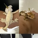 고주망탱이 이미지