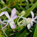 6월의 소엽 풍란 키우기 이미지