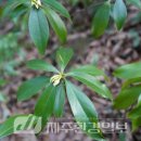 선흘리 백서향 및 변산일엽군락 이미지