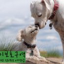강아지보호구역 이미지
