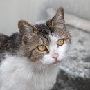 곰달래로49길 네이버블로그