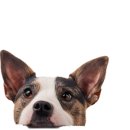 그랜드 애견 미용 이미지