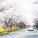 벚꽃길민박 이미지