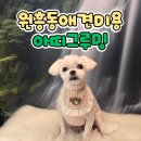 아띠그루밍 | 4년째 단골 원흥동애견미용 샵 아띠그루밍 소개해요!