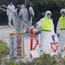 Fears grow in South Korea as tests confirm more swine fever 이미지