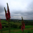 에밀리브론테의 폭풍의언덕 이미지