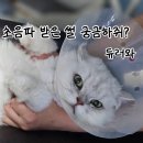 서초이음동물병원 이미지