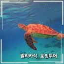 투어레코드 | 🐢 보홀 발리카삭 호핑투어 내돈내산 | 투어레코드 39,900원으로 거북이 만난 후기 (고프로 대여...