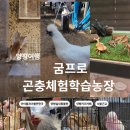 경기도 양평군 양평유치원 | 양평아이와가볼만할 실내동물원 굼프로곤충체험학습농장 방문후기