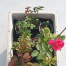 장미꽃핀집 이미지