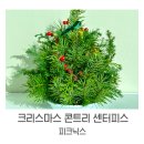 대전 탄방동 꽃집ㅣ크리스마스 콘트리 센터피스 픽업 후기ㅣ크리스마스 선물추천 - '피크닉스'