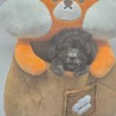 도그마루 강아지 고양이 부산점 | 도그마루 강아지고양이 부산점, 부산강아지분양으로 반려동물 가족을 만나다