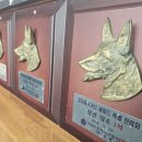 메이저 애견훈련학교 이미지