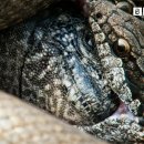 Iguana vs Snakes (Full Clip) | Planet Earth II | BBC Earth 이미지