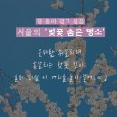 서울의 벚꽃 숨은 명소(사람 구경하는 곳) 이미지