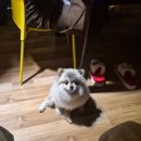 메리그루밍 | [삼뭉일기] 늦은 메리츄리스마스~