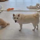 쿠이다르 이미지