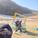 향토목장 | 4Dogś 강릉 대관령 여행 part.2 대관령 하늘목장