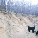 구정염소농장 이미지