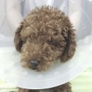 한라동물종합병원 이미지