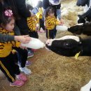 미주목장 이미지