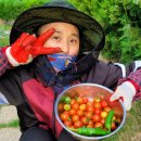 마야마야