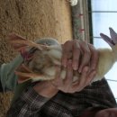 왕진농장 이미지