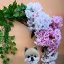 동글동글 애견미용실 이미지