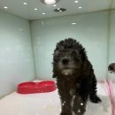 강아지분양 더펫 이미지