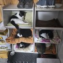 길냥이와 함께하는 이미지