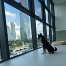 유앤퍼피 이미지