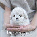 문캐터리 | 구례강아지분양 푸들 분양 문 앞에서 제일 먼저 반겨주는 애기