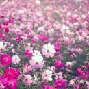 파로스학원 이미지