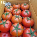 GAP-인증 유럽종완숙토마토 정품 비품13000원 판매합니다 이미지