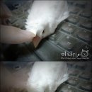 Honey Bunny 이미지