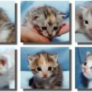 검은고양이 이미지