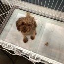 Just Grooming 이미지