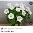 푸푸레아 사랑초 믹스 이미지