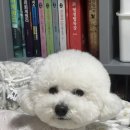 댕댕읍 멍멍리 네이버블로그