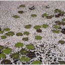 [조용철의 마음풍경] 벚꽃 진 자리에 피어난 수련…연못 위엔 '하트' 이미지