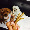 펫밀리레스토랑 이미지