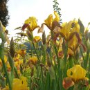 꽃뜨락단양민박 이미지