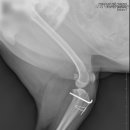 불광동물병원 이미지